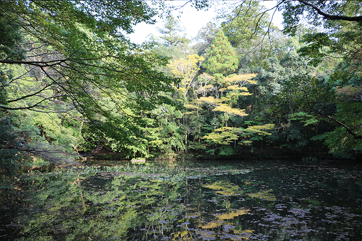 Landscape Image 3